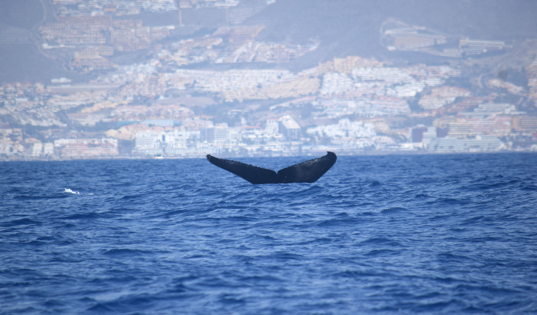 Avistamiento Cetáceos Tenerife