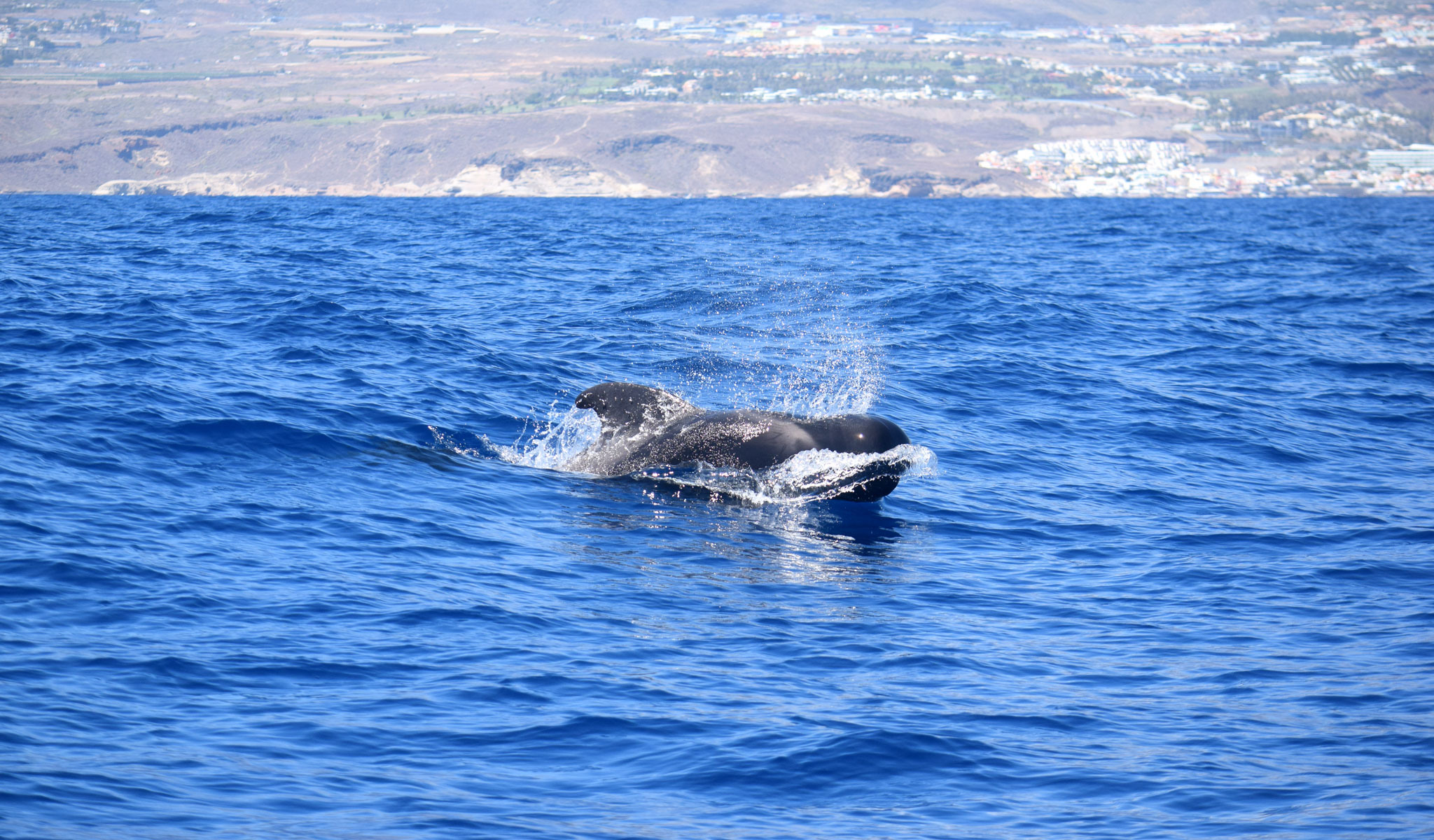 Avistamiento Cetáceos Tenerife