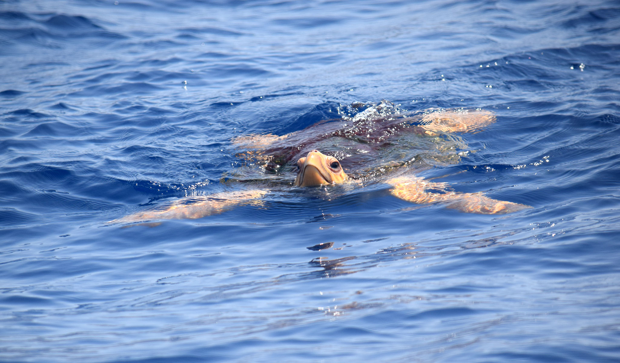 Avistamiento Cetáceos Tenerife