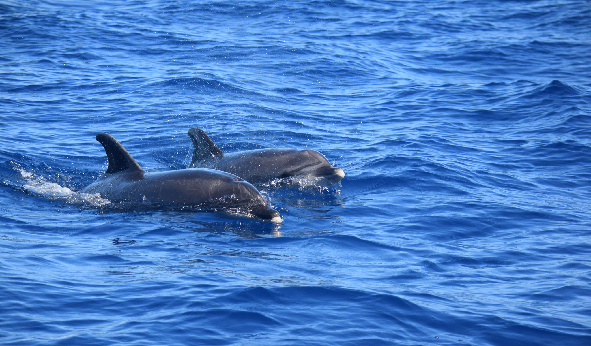 Avistamiento Cetáceos Tenerife