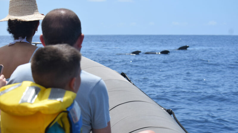 Excursión grupal de avistamiento de ballenas y delfines en Tenerife