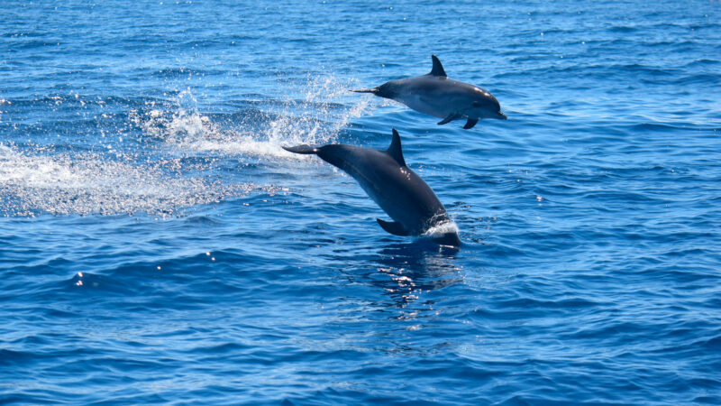 Excursión privada de avistamiento de cetáceos