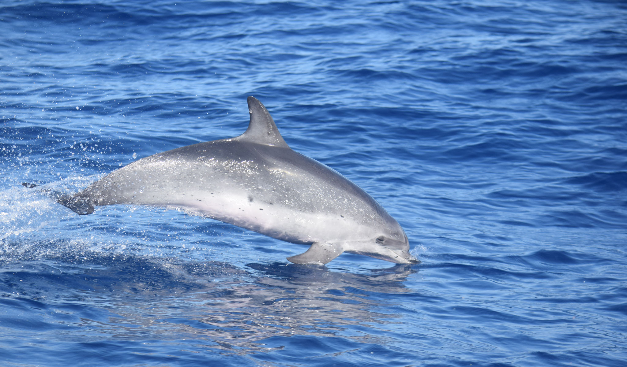 Delfín Moteado